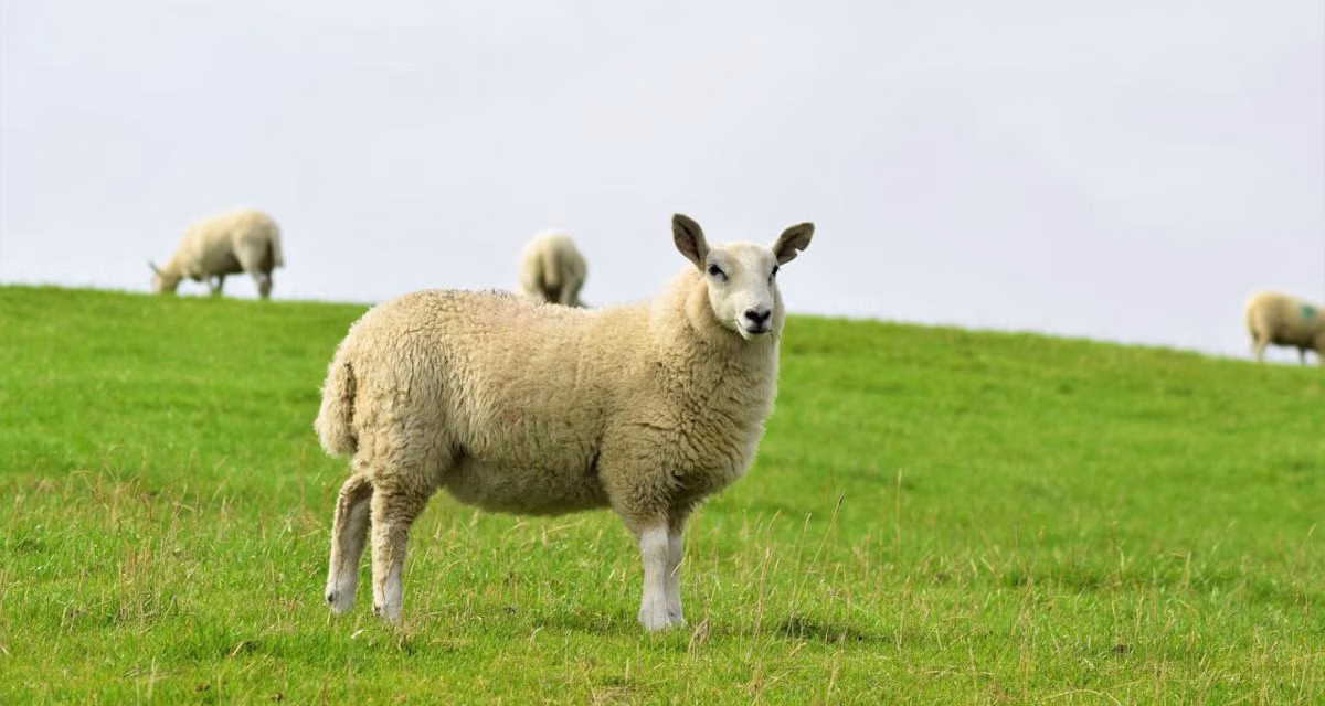 Misteri Warna Mamalia: Kenapa Hijau Tidak Pernah Ada?