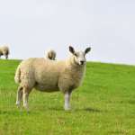 Misteri Warna Mamalia: Kenapa Hijau Tidak Pernah Ada?