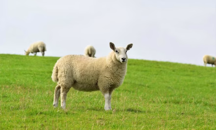 Misteri Warna Mamalia: Kenapa Hijau Tidak Pernah Ada?
